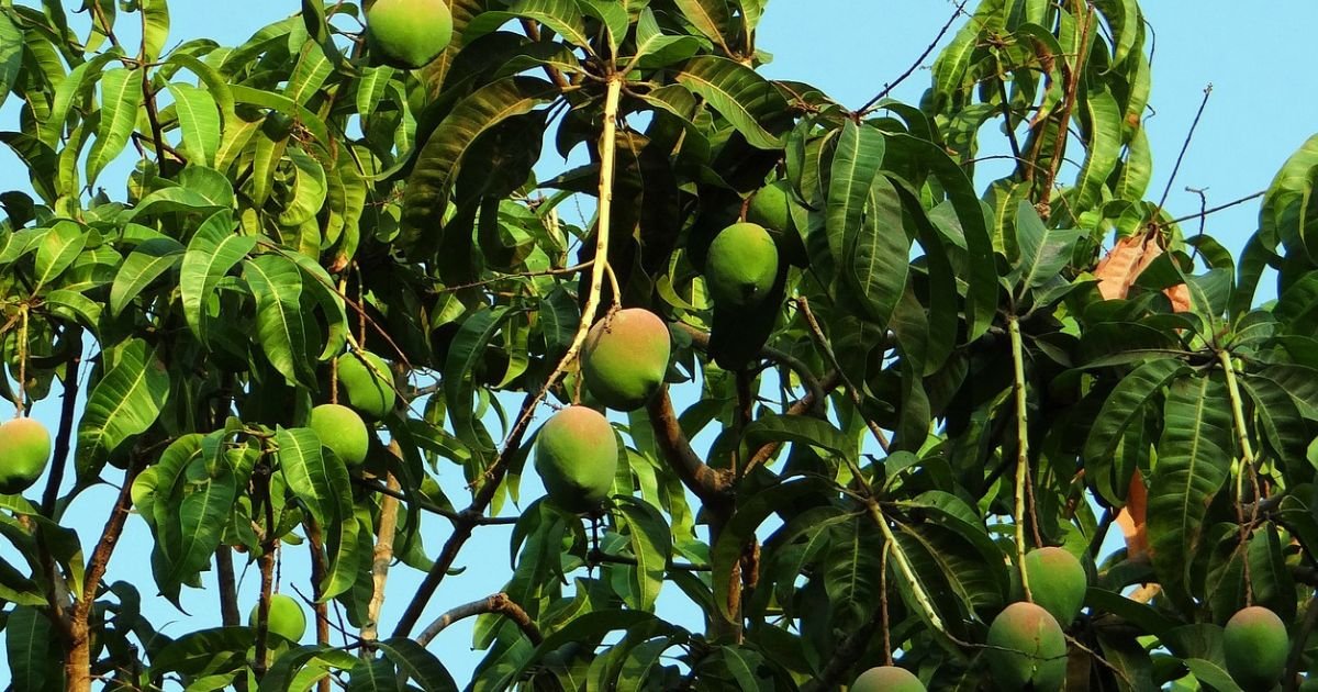 Sustainable Farming for the Best Pakistani Mangoes Online 3 Best Pakistani Mangoes Online