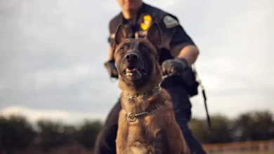 Dog Unit Security Services